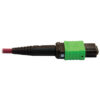 Tripp Lite series 400G Multimode 50/125 OM4 Plenum Fiber Optic Cable, 16F MTP/MPO-APC to (x2) 12F MTP/MPO-UPC (F/F), Magenta, 5 m