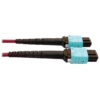 Tripp Lite series 400G Multimode 50/125 OM4 Plenum Fiber Optic Cable, 16F MTP/MPO-APC to (x2) 12F MTP/MPO-UPC (F/F), Magenta, 5 m